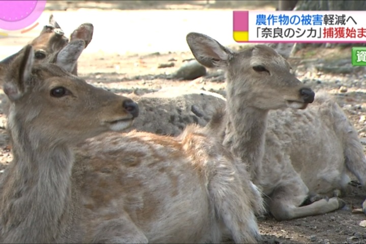 日本野生動物開放獵捕竟傳詐領補助金