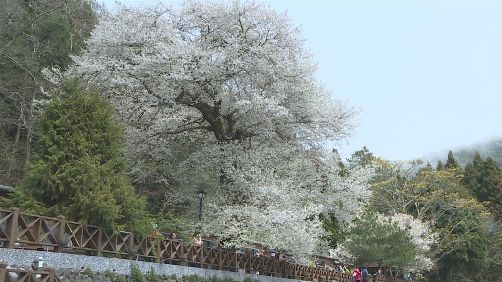 Life生活網 花瓣紛飛宛如3月雪霧社櫻最美花況剩一週