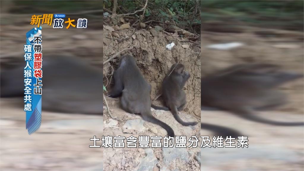 柴山獼猴攻擊搶食　尋求人猴和平共處之道