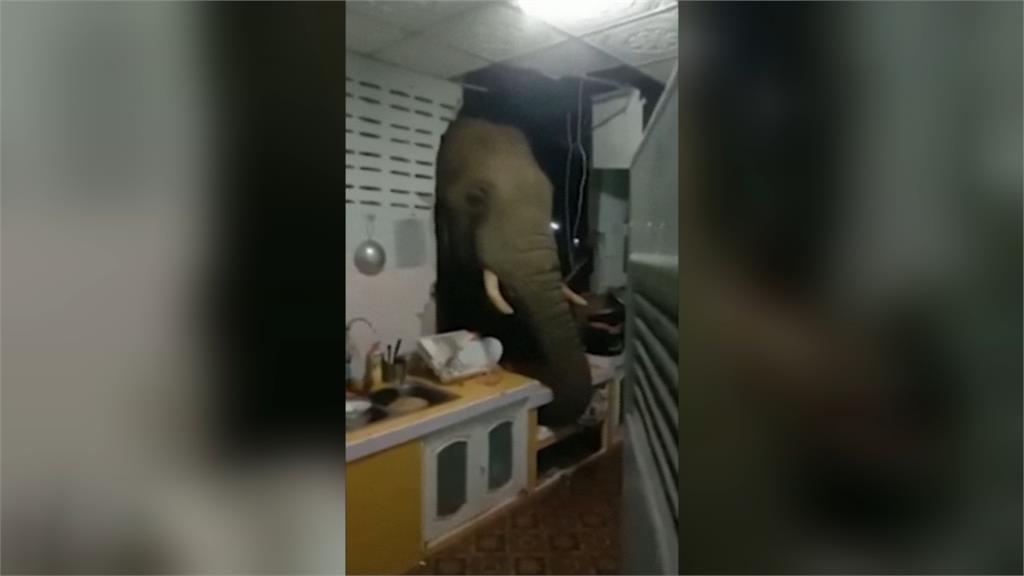 「哈囉，有食物嗎？」　泰國大象破牆民宅廚房搜刮