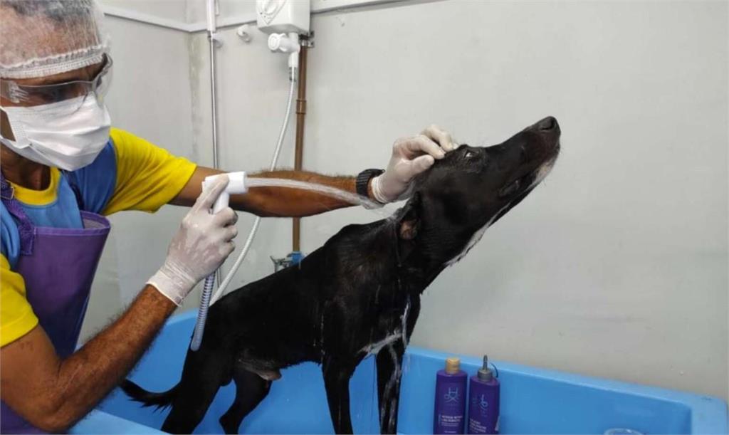 小黑狗受傷自己走進動物醫院求救  主動抬腳：我好痛