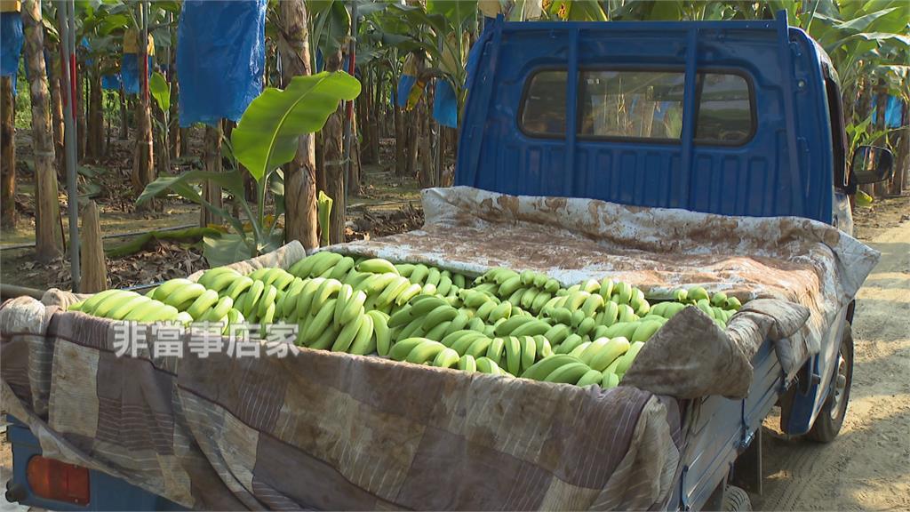 殺菌劑超標 日本回收台灣香蕉 農糧署：個案