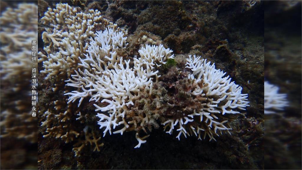挖掘活珊瑚挨轟？海生館：合法珊瑚復育計畫