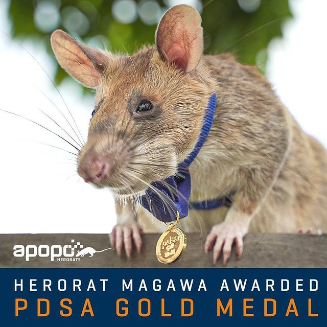 第1位獲頒「黃金獎章」的英雄鼠！掃雷迷你特工服役5年光榮退休