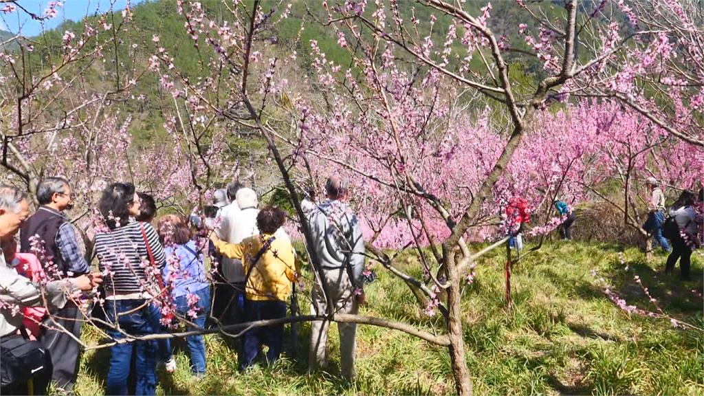 武陵農場桃花盛開夢幻絕美  品種多花期延續到4月中旬