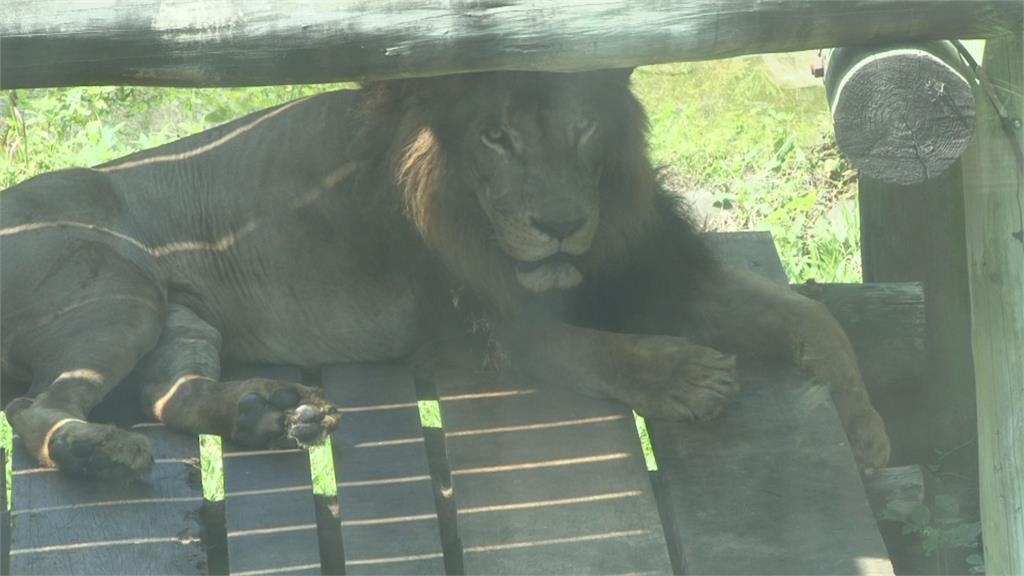 飽受遺傳性腎臟病之苦壽山動物園非洲獅 「小巴」走了