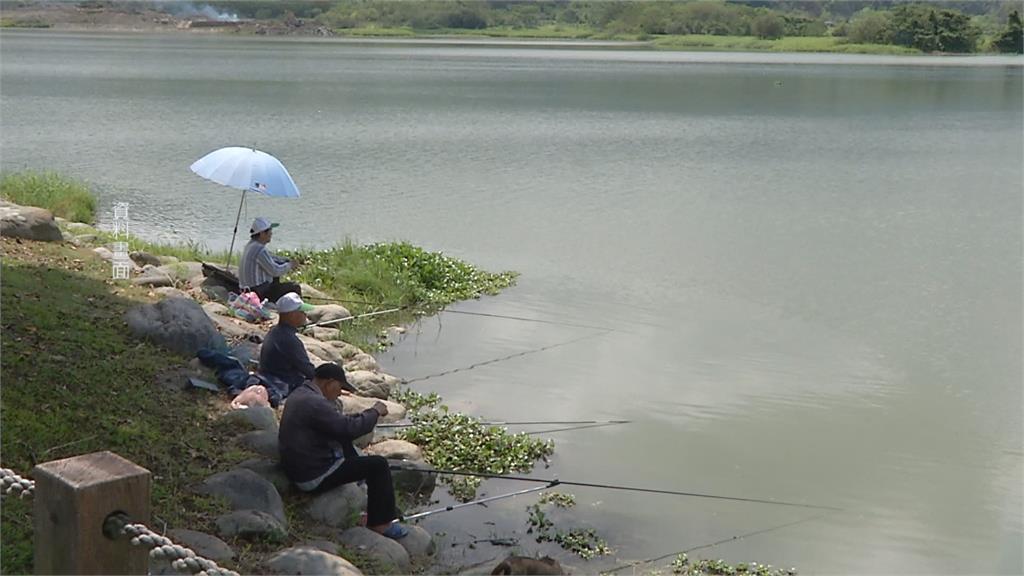 寒流除害! 熱帶入侵魚種紛凍死 泰國鱧與琵琶鼠 集體翻肚浮起