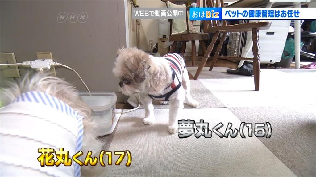 毛小孩長照服務夯！日本業者推寵物居家照護搶商機