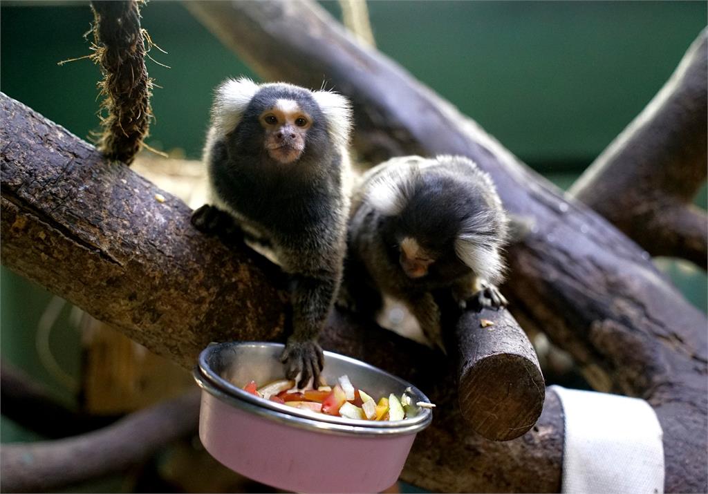 快新聞／剛從「狨猴幼兒園」畢業！ 北市動物園可愛「普通狨」見客