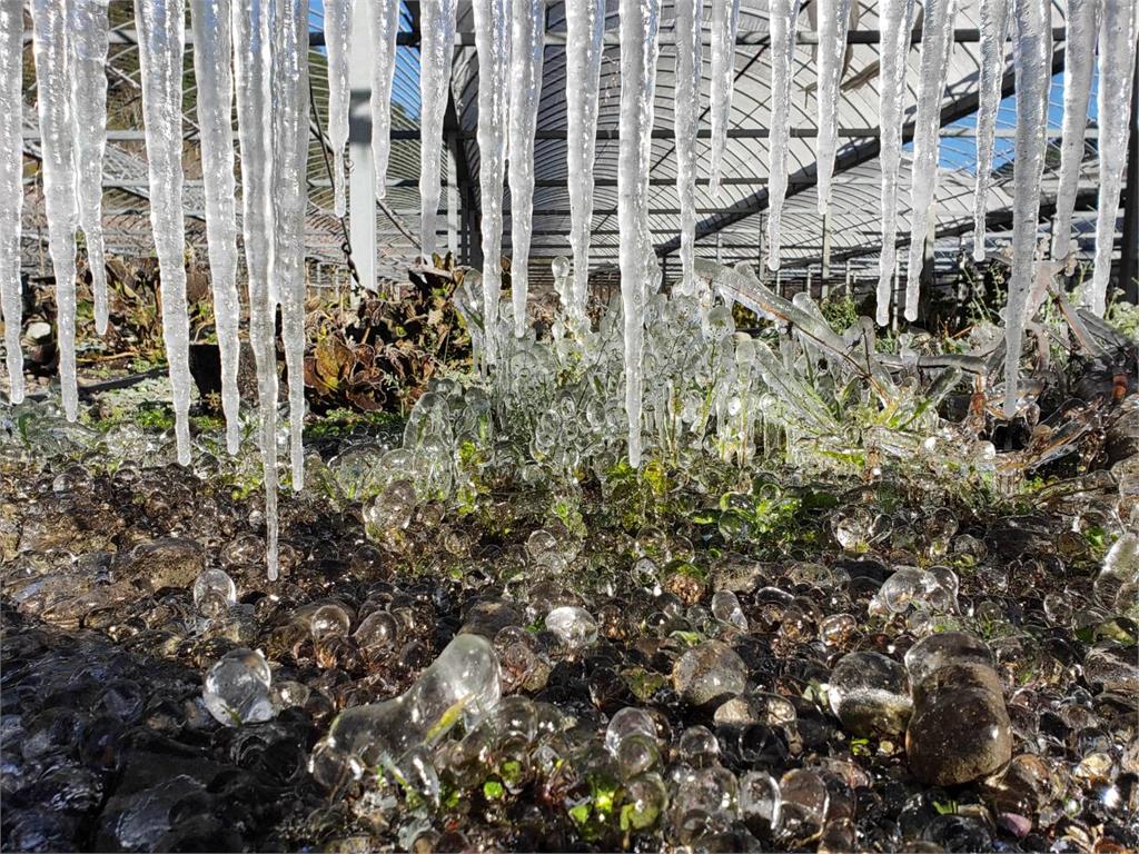 快新聞／美翻了！ 武陵農場出現水晶簾冰柱 園方：這是美麗的錯誤