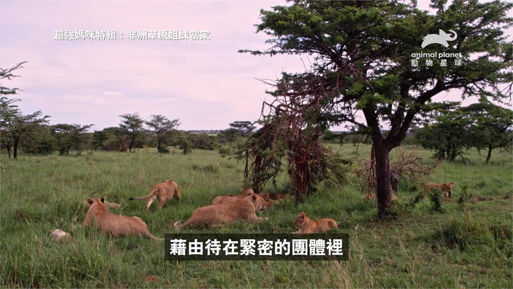 非洲草原女人當家　《超強媽咪特輯》一窺最強動物界母親