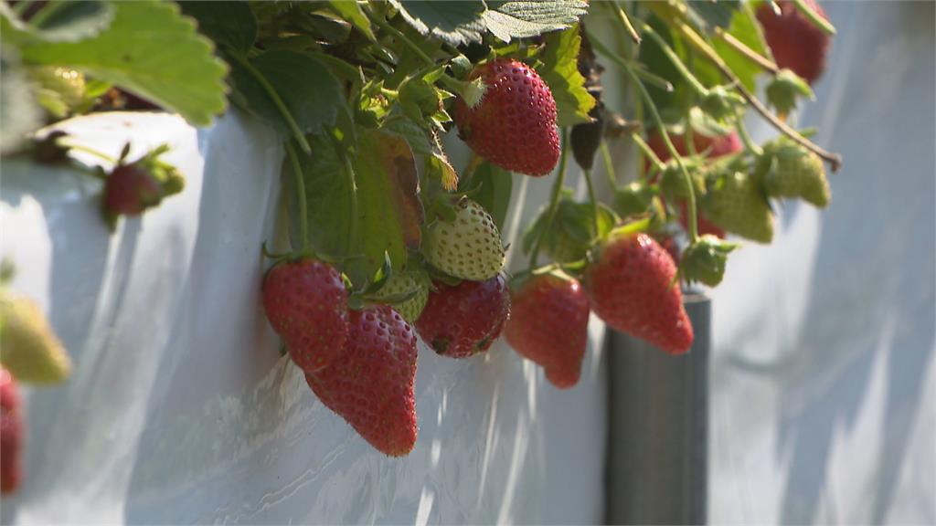紅通通草莓生長 水份需求大 園方節水不再灌溉 弱勢童免費採草莓