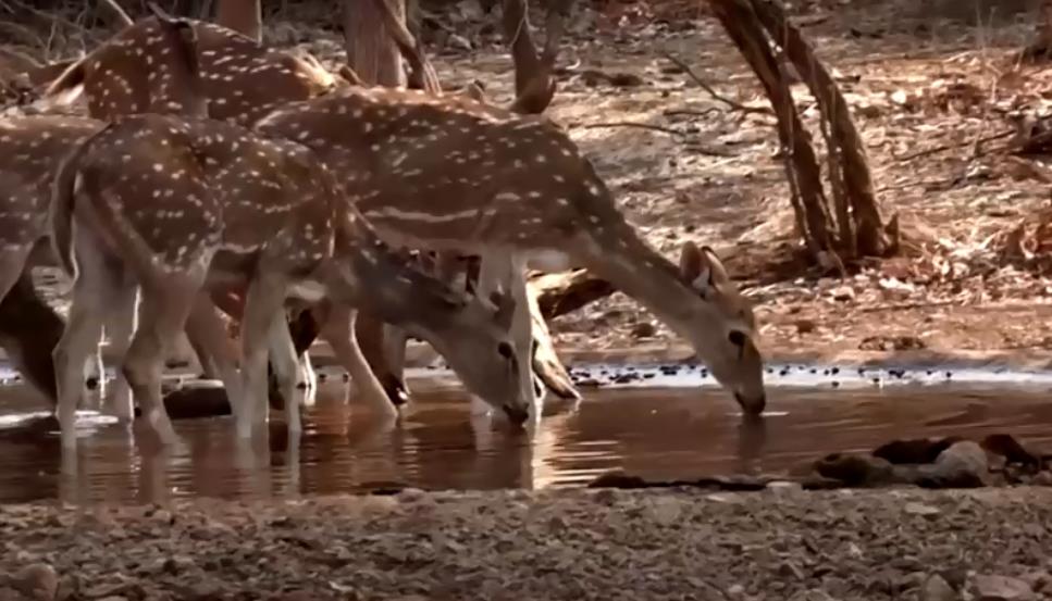 印度三月均溫飆破76年新高　國家公園亞洲獅面臨缺水危機