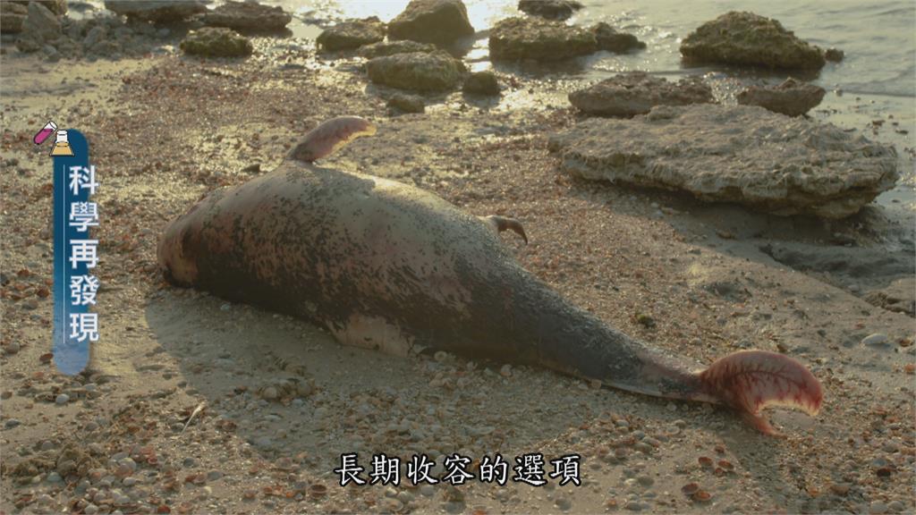 中華白海豚生存危機　盼與離岸風電共存