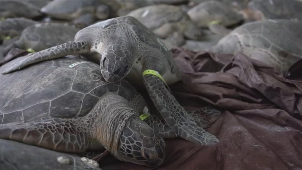 超冷！德州低溫破30年紀錄數千隻海龜被凍僵  搶救吹暖氣保溫