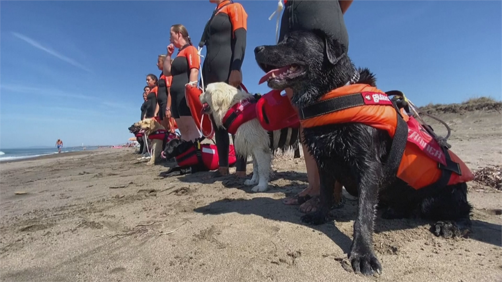 義大利狗狗救生員　疫情期間成海灘救生明星