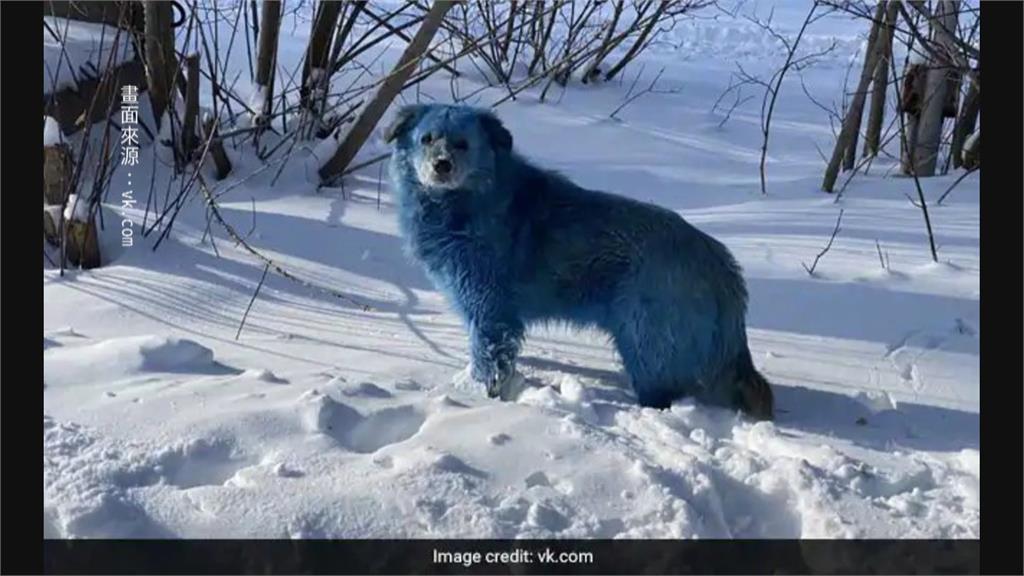 整隻狗變藍色！ 俄西部工業城市驚見「藍狗」