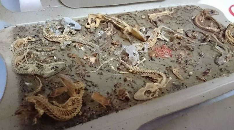 10年蟑螂屋完整保存10隻壁虎「化石」 網驚：變「侏儸紀公園」