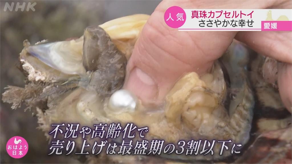 「珍珠扭蛋機」抽飾品！ 日本宇和島推養殖珍珠