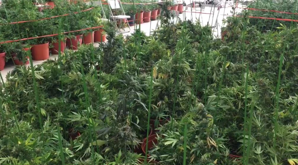 快新聞／嘉義警局破獲大麻種植案 藏匿19處、起出約1500株大麻