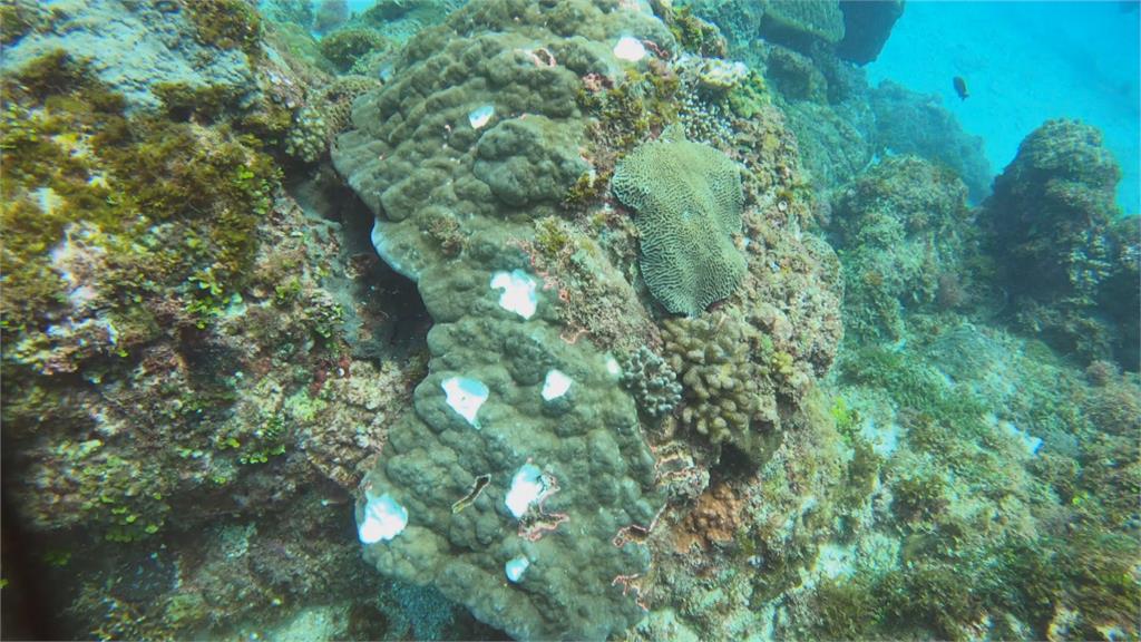 挖掘活珊瑚挨轟？海生館：合法珊瑚復育計畫