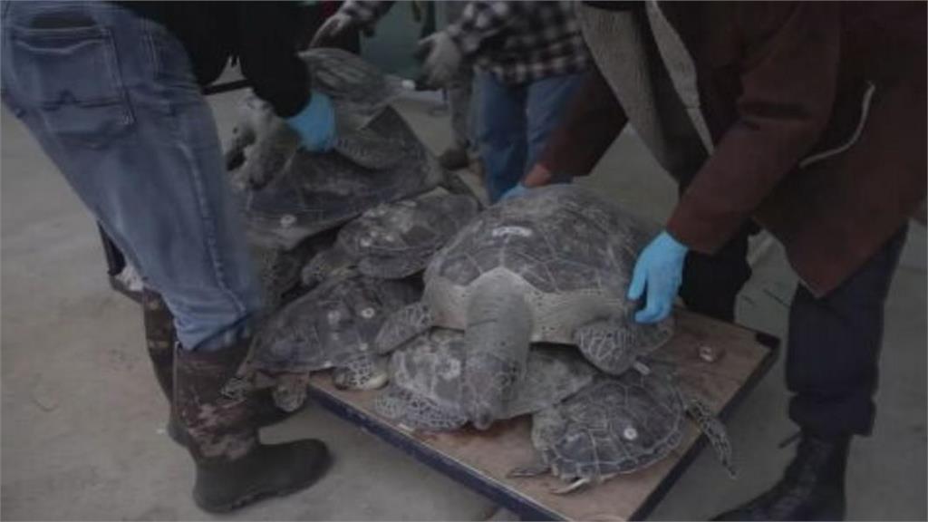 德州低溫跌破攝氏零下18度！　3500隻海龜凍暈獲救