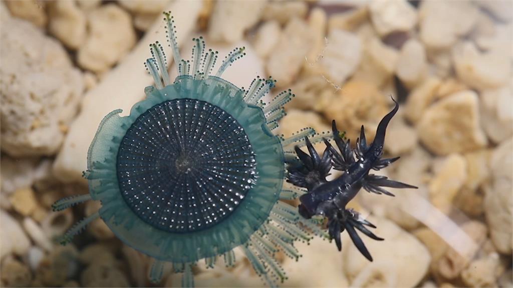 遊綠島尋找外星生物 「藍蛞蝓」鮮豔有毒性