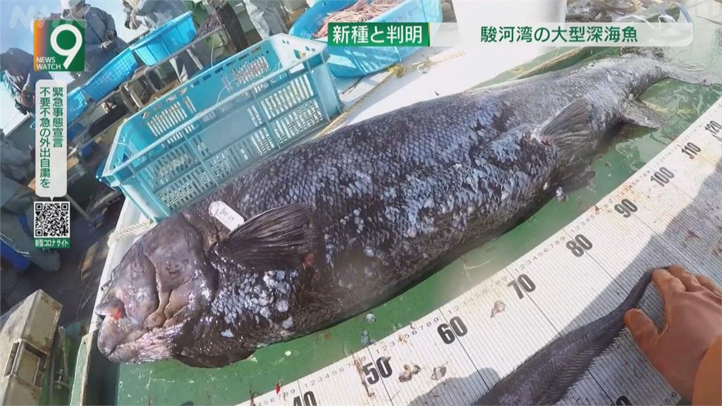 日本駿河灣新魚種「橫綱黑口魚」吞得下體積比自己還大的魚