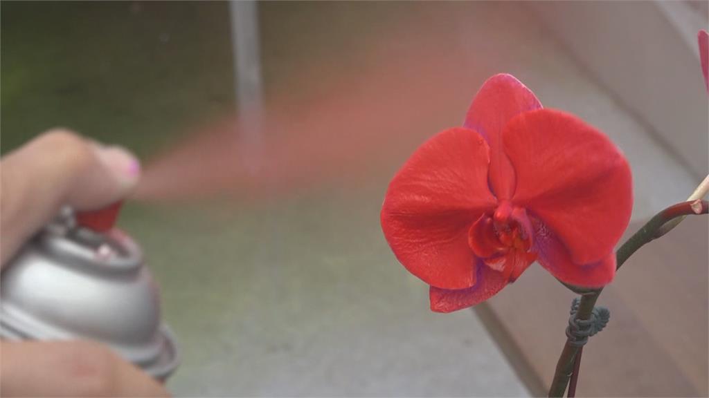 植物用水性染料 提供客製化花朵顏色