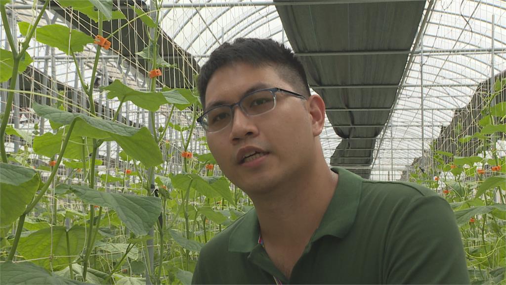 科技種小黃瓜更美味 31歲青農奪百萬獎金