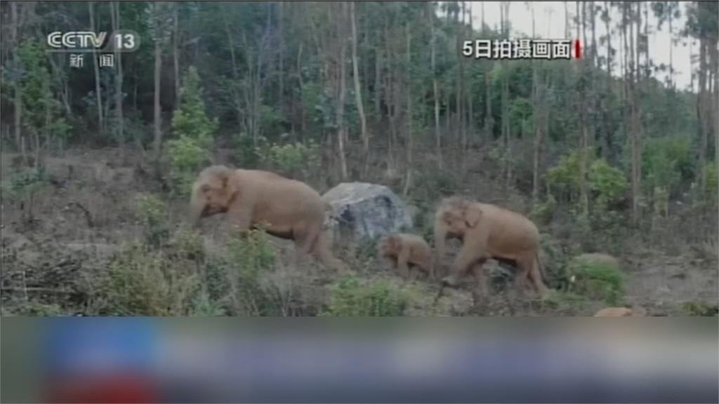 跨越大半個雲南...15頭大象迷走　目前徘徊昆明周邊