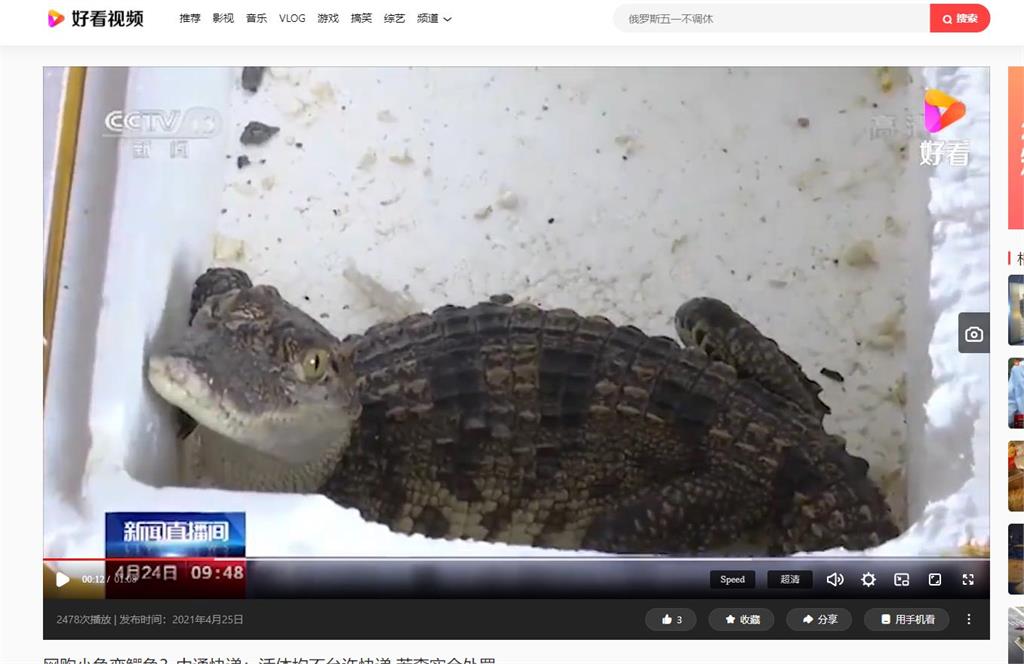 1張怪異「長嘴巴」？中國孩子網購「小魚」開箱驚現「泰國鱷」！