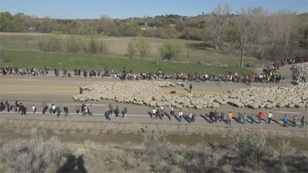奇景！ 美國高速公路 驚見2600隻綿羊狂奔