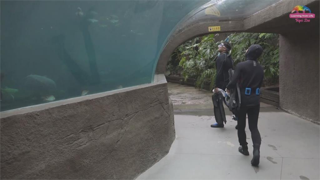 寒冷冬季動物園潛水員守崗位水中完成清潔工作「危機四伏」