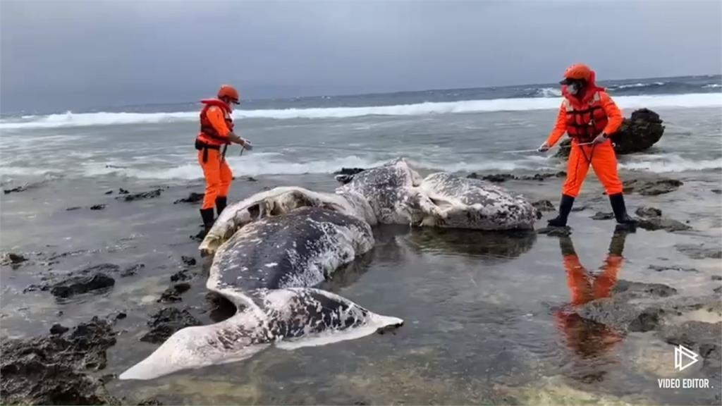 1日2死！ 台東、綠島接連傳鯨豚擱淺死亡案件