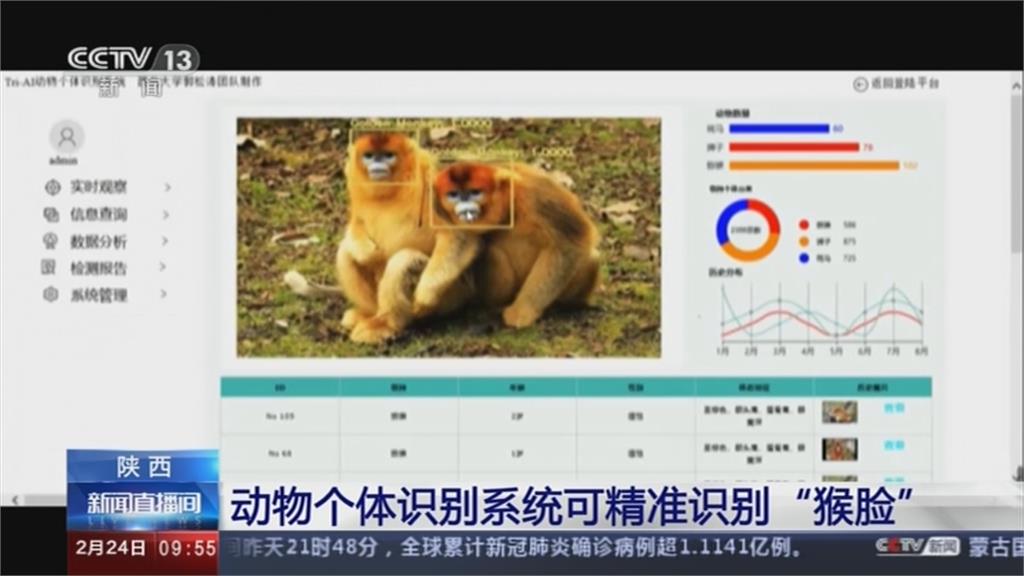 動物也能刷臉！秦嶺金絲猴識別率達95.6％ 技術運用可望成動物保育新利器