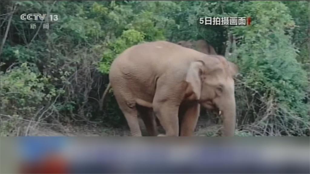 跨越大半個雲南...15頭大象迷走　目前徘徊昆明周邊