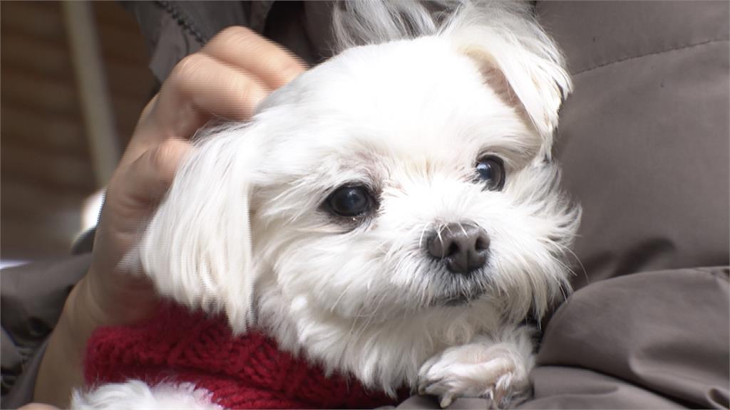 看準毛小孩商機！台北市星級飯店推「友善愛犬」專案