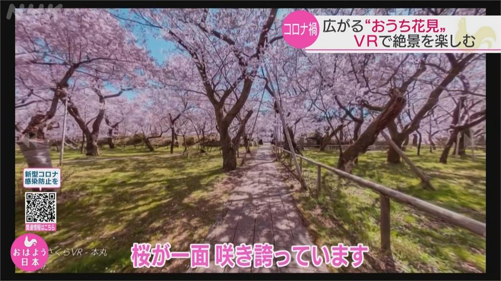 櫻花季開跑！日觀光協會推VR「在家賞花」