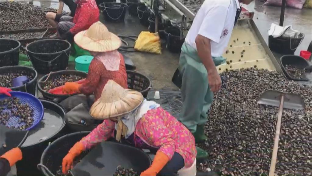 孔雀蛤入侵雲林台西　文蛤減產！漁民苦不堪言