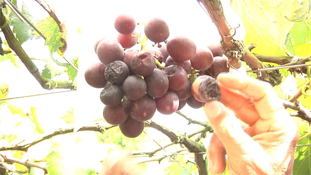 大雨致葡萄裂果 農民試種「藍寶石」葡萄發光