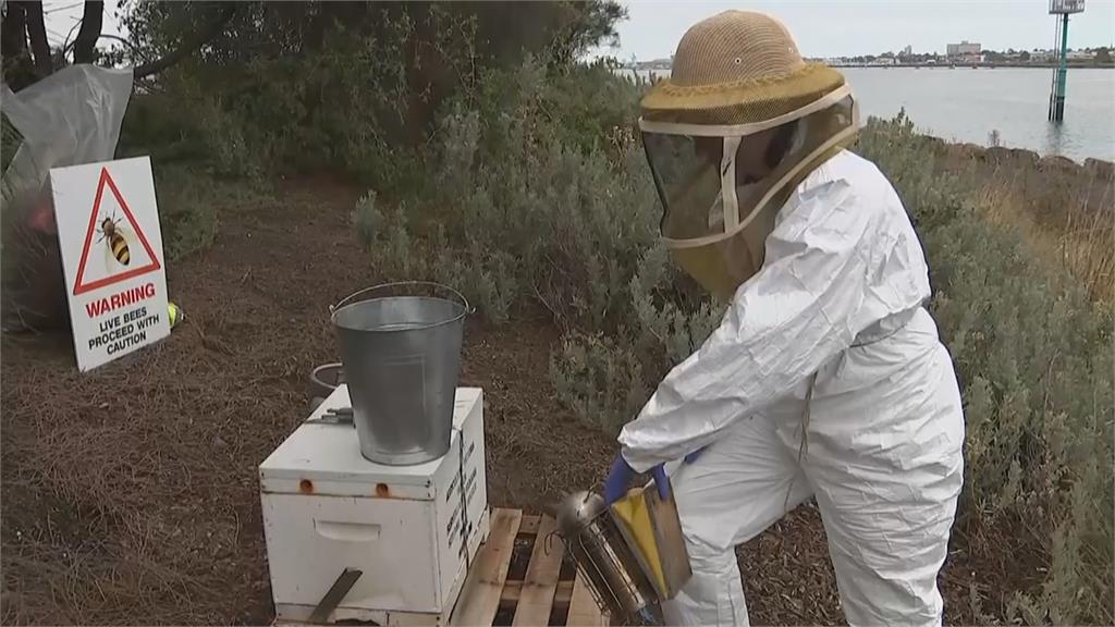 澳洲引進 智慧蜂巢 裝攝影機偵測抓害蟲 民視新聞網