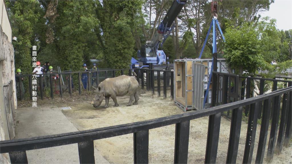 六福村白犀牛艾瑪遠嫁日本　創大型瀕危動物輸出首例