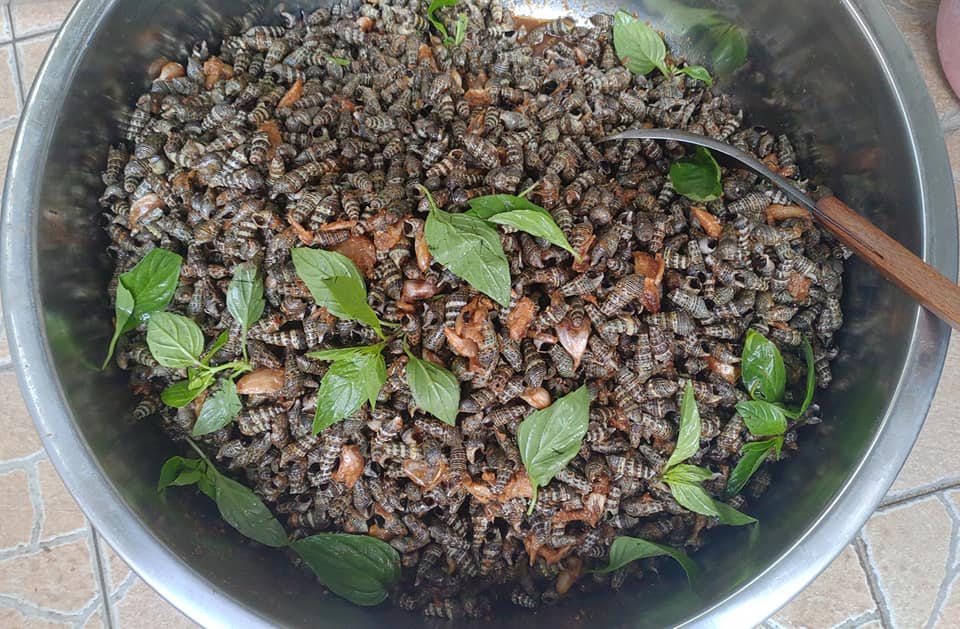 燒酒螺吸到超苦「綠色鼻涕」 專家解答採到雷