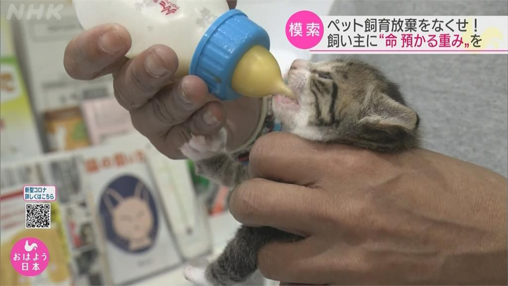 養了才反悔! 飼主嫌毛孩煩又吵 出現棄養潮