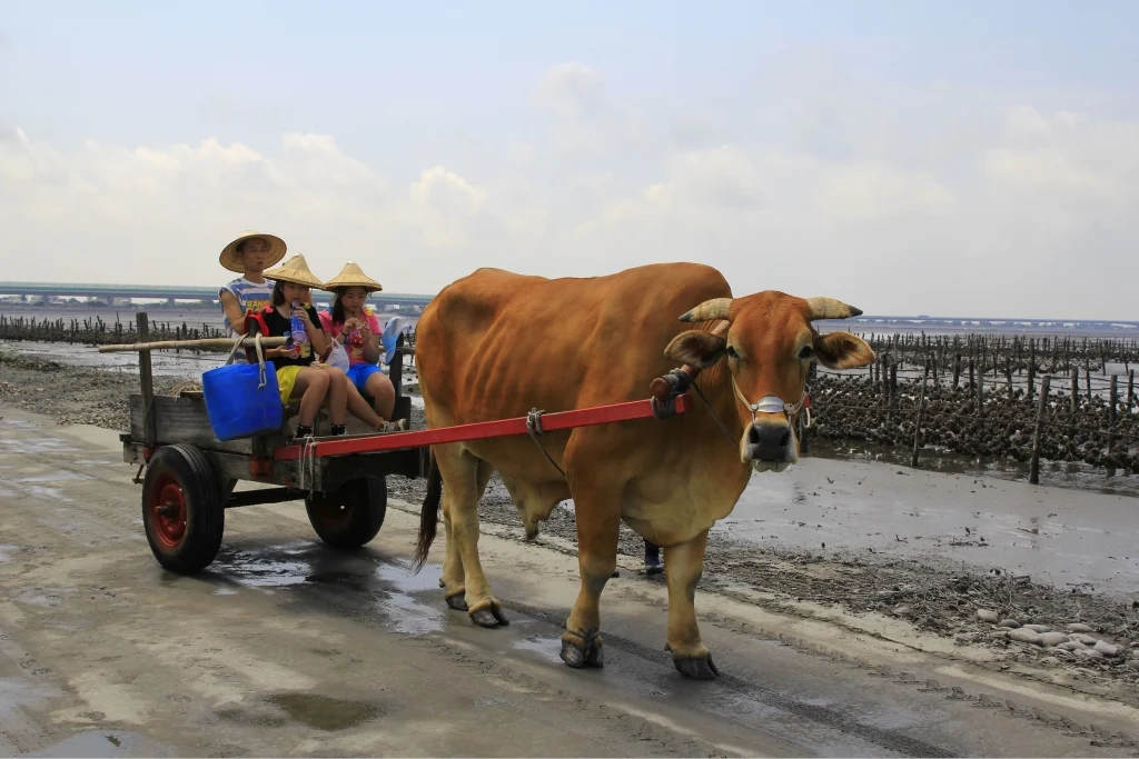 浩子回鄉體驗坐牛車採蚵....對人生有新體悟?