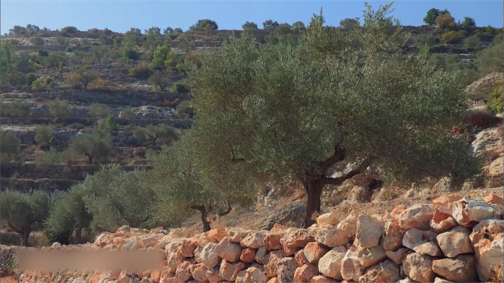 全球／「橄欖與葡萄藤之地」 巴地爾村列瀕危世遺