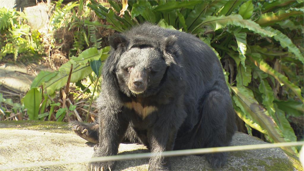 園內台灣黑熊很削瘦 動物園:逾30歲高齡