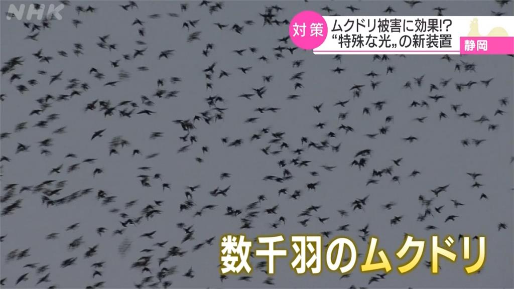 大量「黃金雨」襲擊！靜岡鳥群成災 業者自製「驅鳥神器」