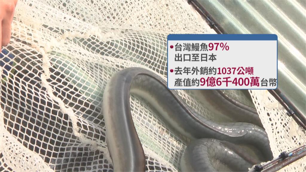 疫情衝擊外銷降！　國產鰻魚轉內銷1公斤剩600元